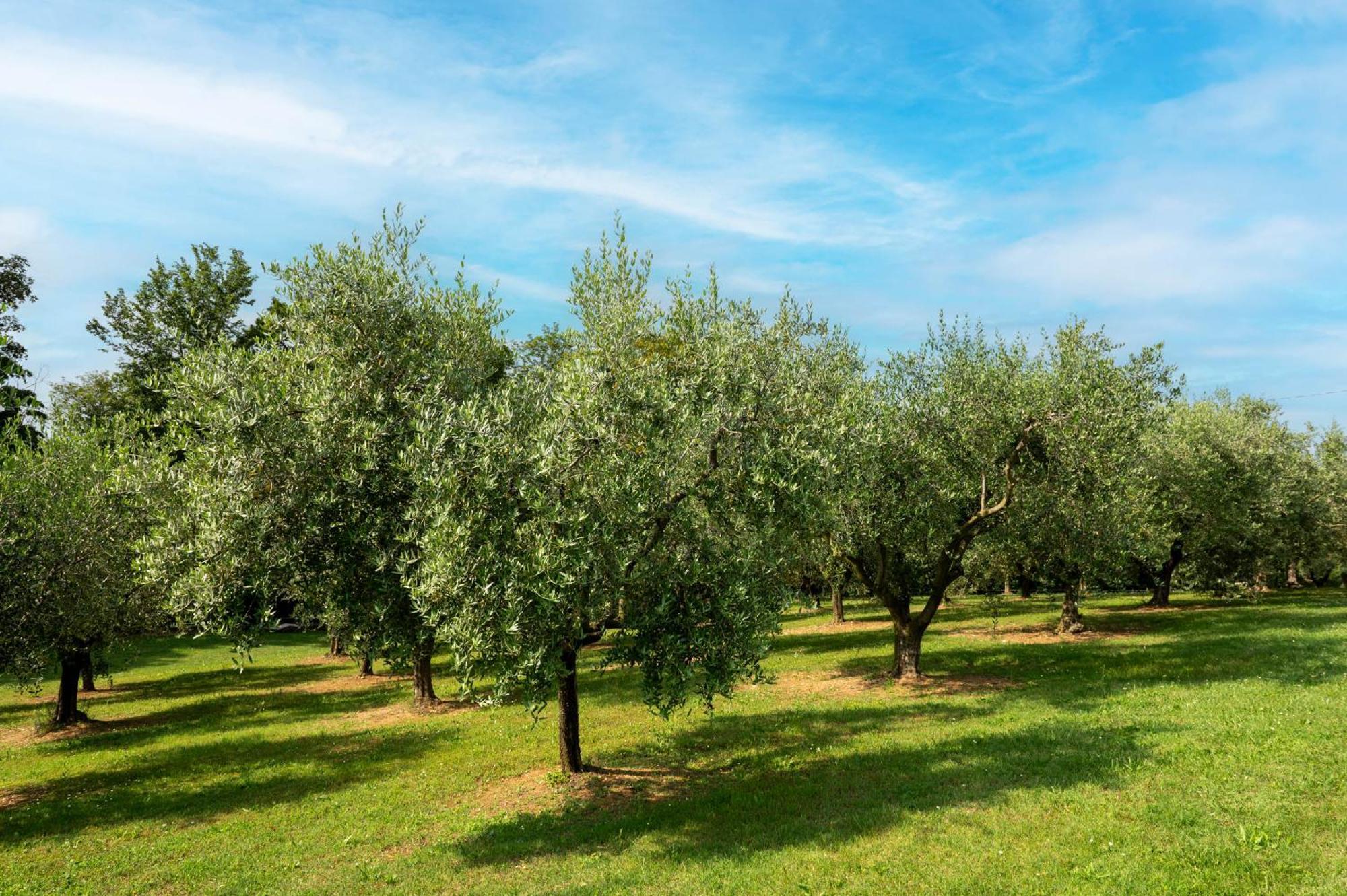 Agriturismo Terre Bianche Apartment Teolo ภายนอก รูปภาพ